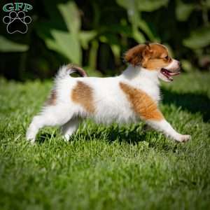 Skipper, Papillon Puppy