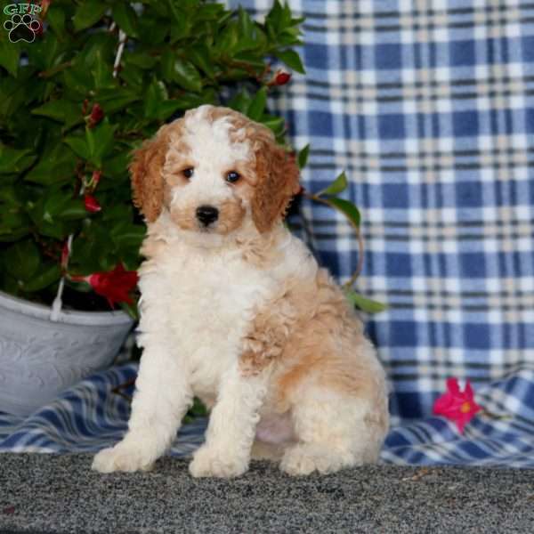 Skittles-Moyen, Miniature Poodle Puppy