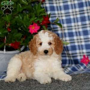 Skittles-Moyen, Miniature Poodle Puppy