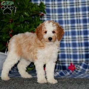 Skittles-Moyen, Miniature Poodle Puppy