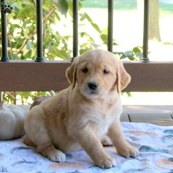 Skye, Golden Retriever Puppy