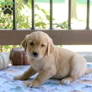 Skye, Golden Retriever Puppy