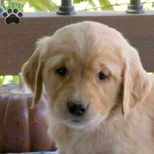 Skye, Golden Retriever Puppy