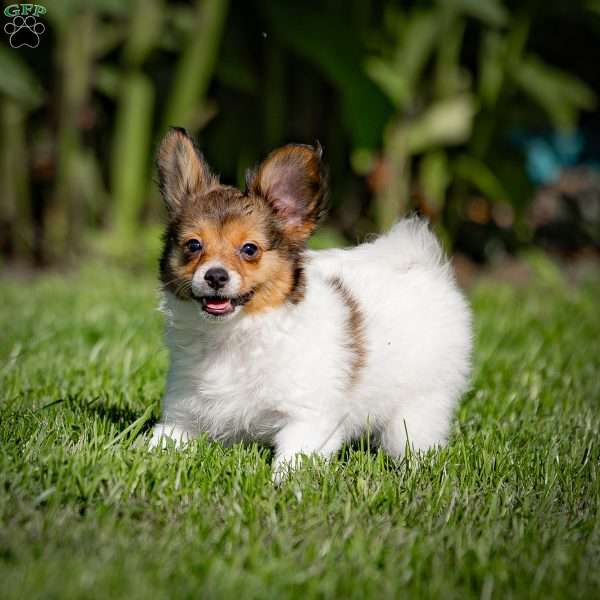 Skyler, Papillon Puppy