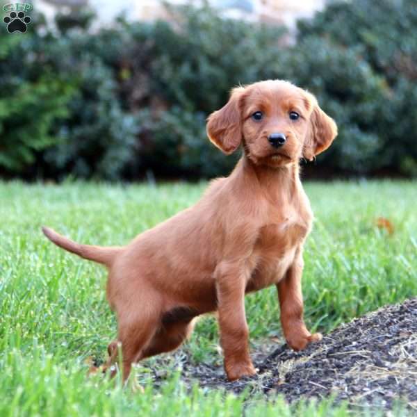 Skyler, Irish Setter Puppy