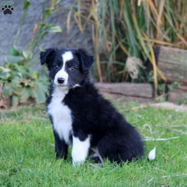 Skyler, Border Collie Puppy