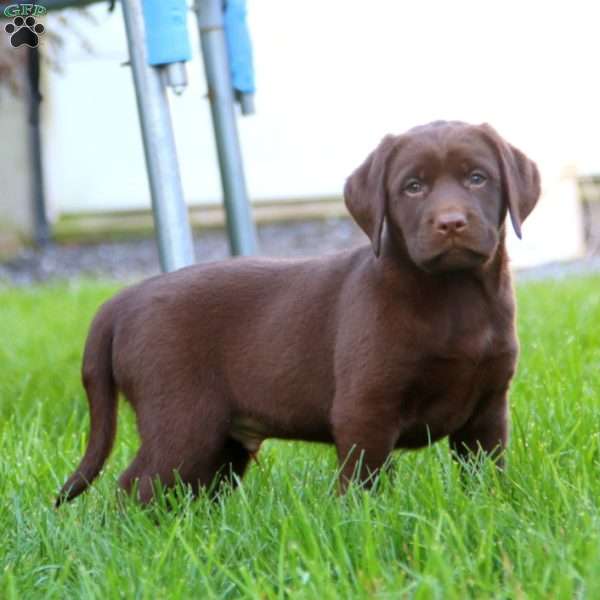 Skyler, Chocolate Labrador Retriever Puppy