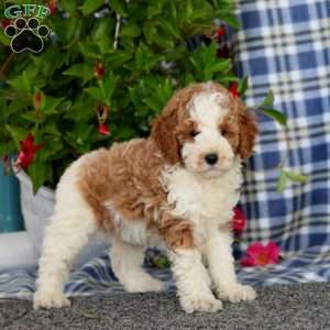 Skyler-Moyen, Miniature Poodle Puppy