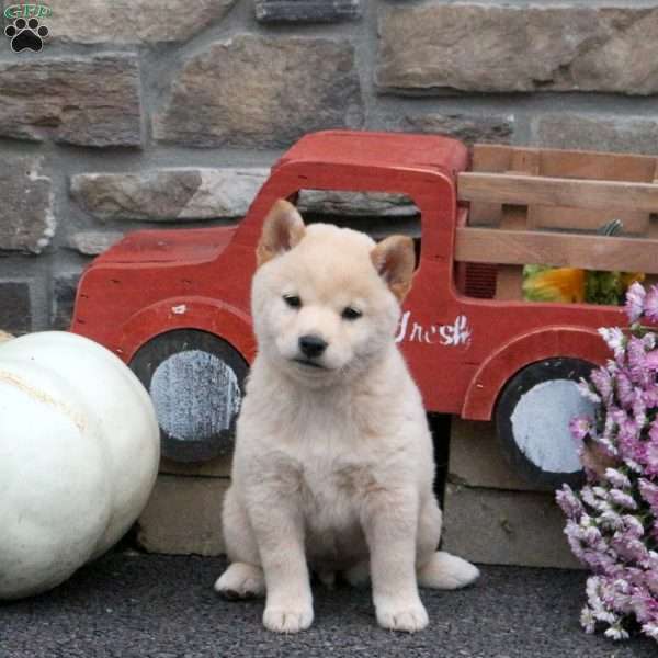 Smarties, Shiba Inu Puppy