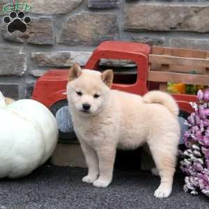 Smarties, Shiba Inu Puppy