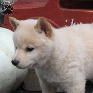 Smarties, Shiba Inu Puppy