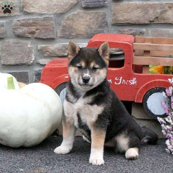 Smiles, Shiba Inu Puppy