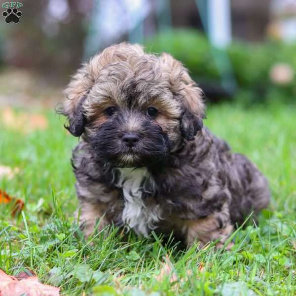 Smokey, Lhasa-Poo Puppy