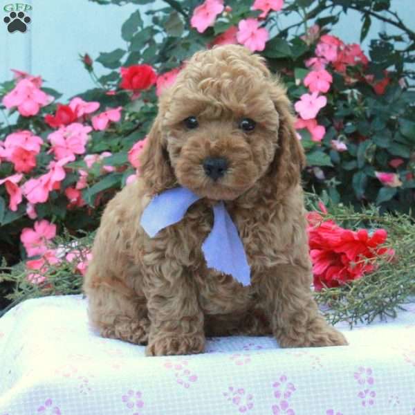 Smokey, Cockapoo Puppy