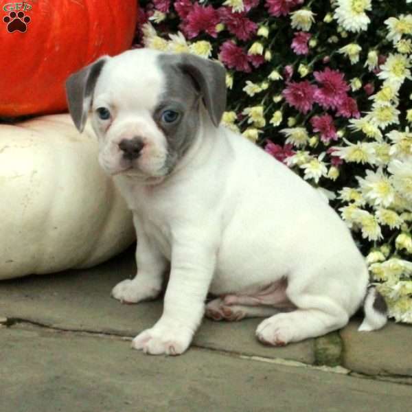 Smokey, French Bulldog Mix Puppy