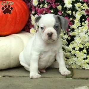 Smokey, French Bulldog Mix Puppy