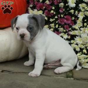 Smokey, French Bulldog Mix Puppy