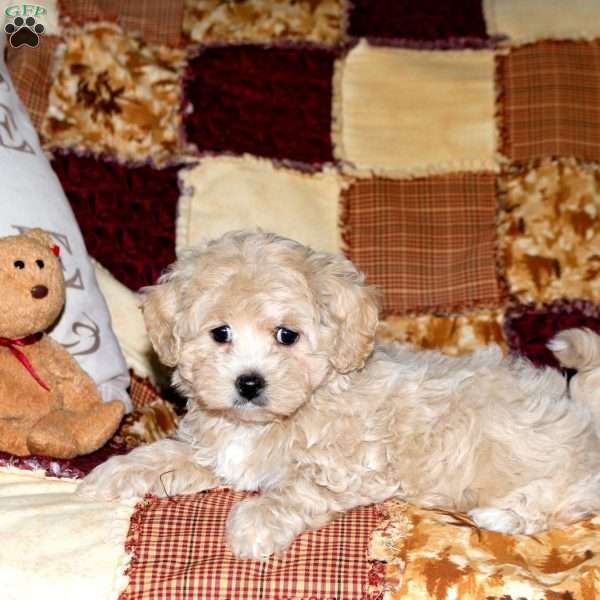 Snap, Maltipoo Puppy