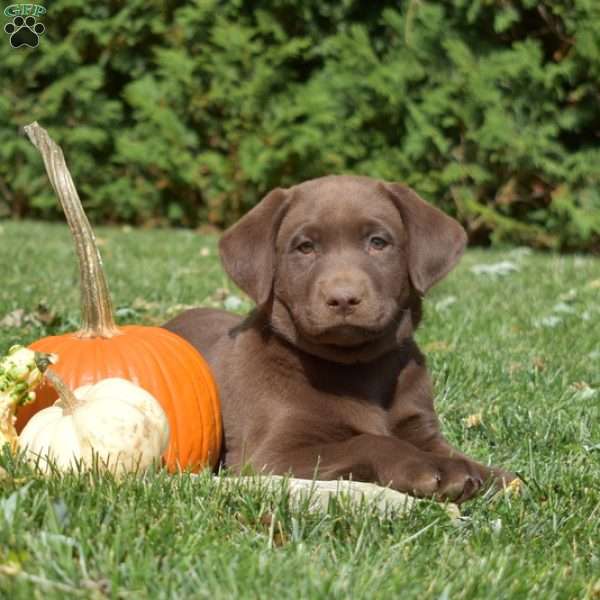 Snickers, Chocolate Labrador Retriever Puppy