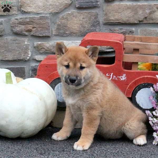 Snickers, Shiba Inu Puppy