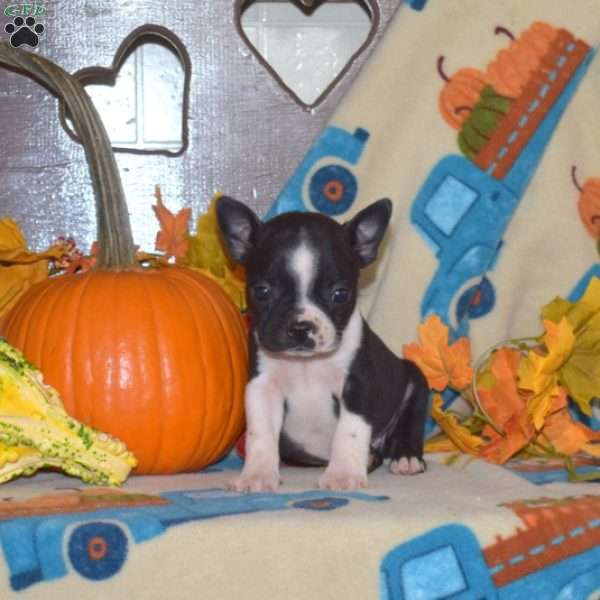 Snoopy, Boston Terrier Puppy