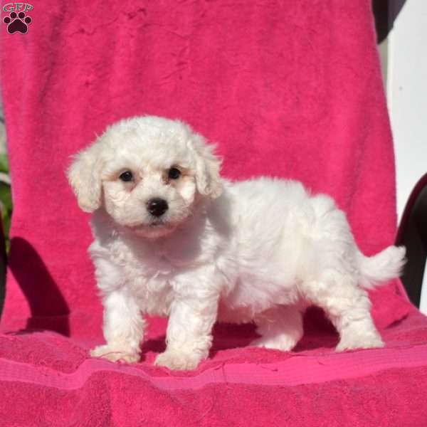 Snowball, Bichon Frise Puppy