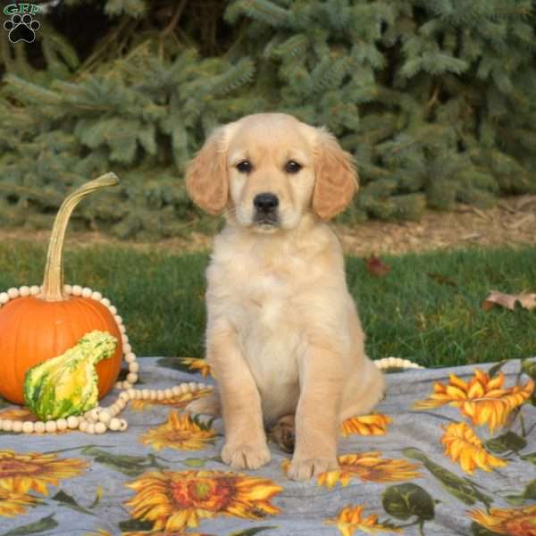 Snuggles, Golden Retriever Puppy