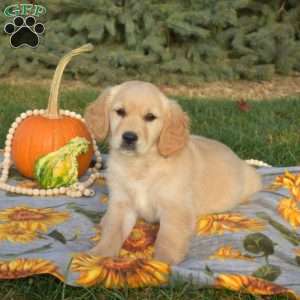 Snuggles, Golden Retriever Puppy