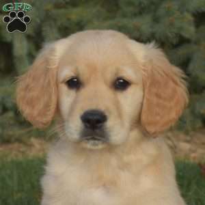 Snuggles, Golden Retriever Puppy