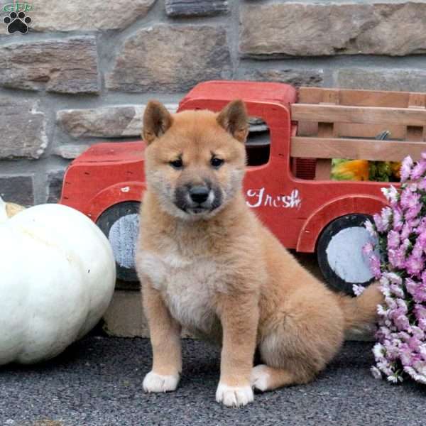 Snuggles, Shiba Inu Puppy