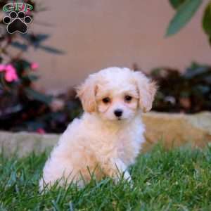 Snuggles, Cavapoo Puppy