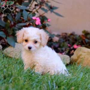 Snuggles, Cavapoo Puppy