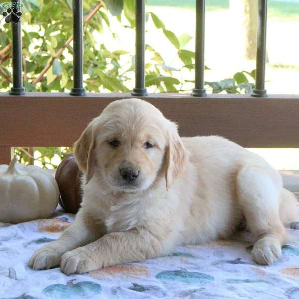 Sonnet, Golden Retriever Puppy