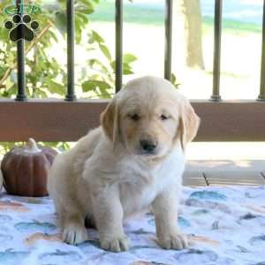 Sonnet, Golden Retriever Puppy