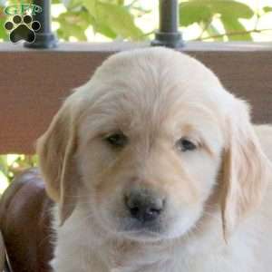 Sonnet, Golden Retriever Puppy