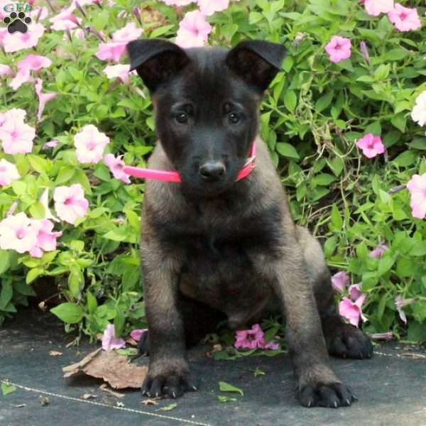 Sonny, Belgian Malinois Puppy