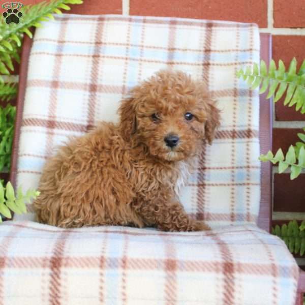 Sonny, Mini Goldendoodle Puppy