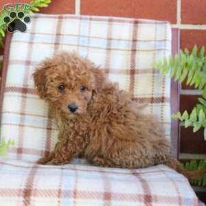 Sonny, Mini Goldendoodle Puppy