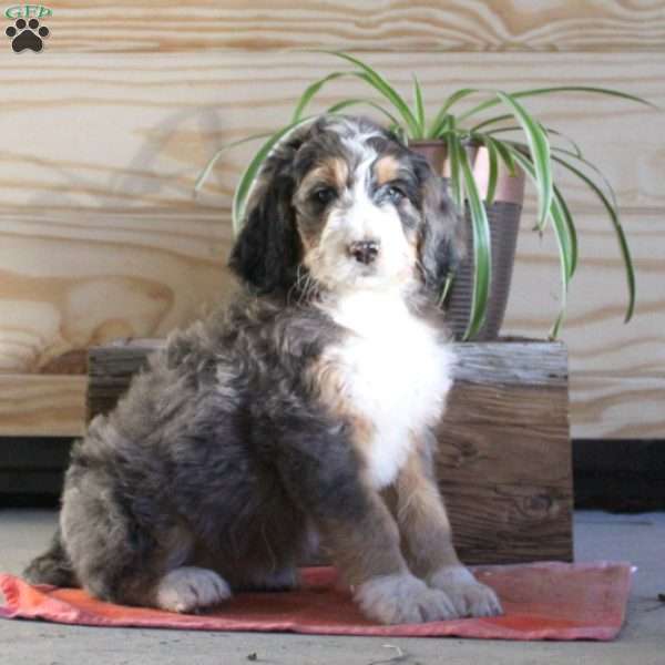 Sonya, Bernedoodle Puppy