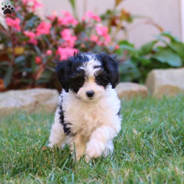 Sonya, Cavapoo Puppy