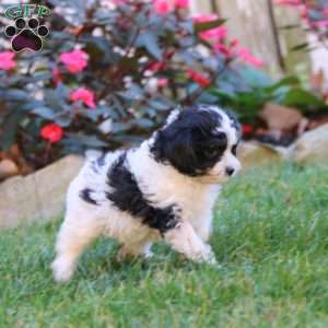 Sonya, Cavapoo Puppy