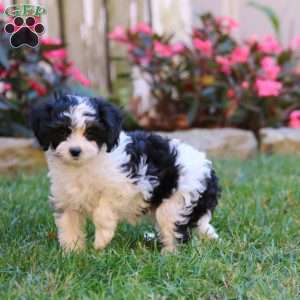 Sonya, Cavapoo Puppy