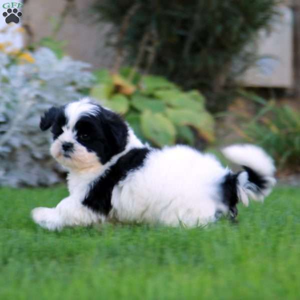 Sophia, Shih Tzu Puppy