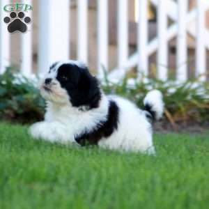 Sophia, Shih Tzu Puppy