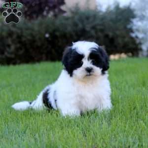 Sophia, Shih Tzu Puppy