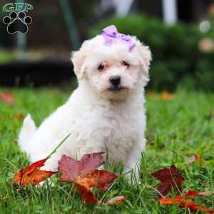 Sophie, Maltipoo Puppy