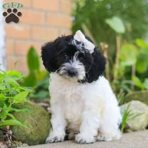 Sophie, Cockapoo Puppy