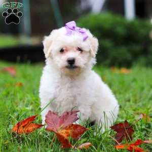 Sophie, Maltipoo Puppy