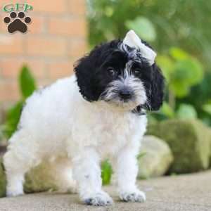 Sophie, Cockapoo Puppy