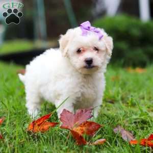 Sophie, Maltipoo Puppy